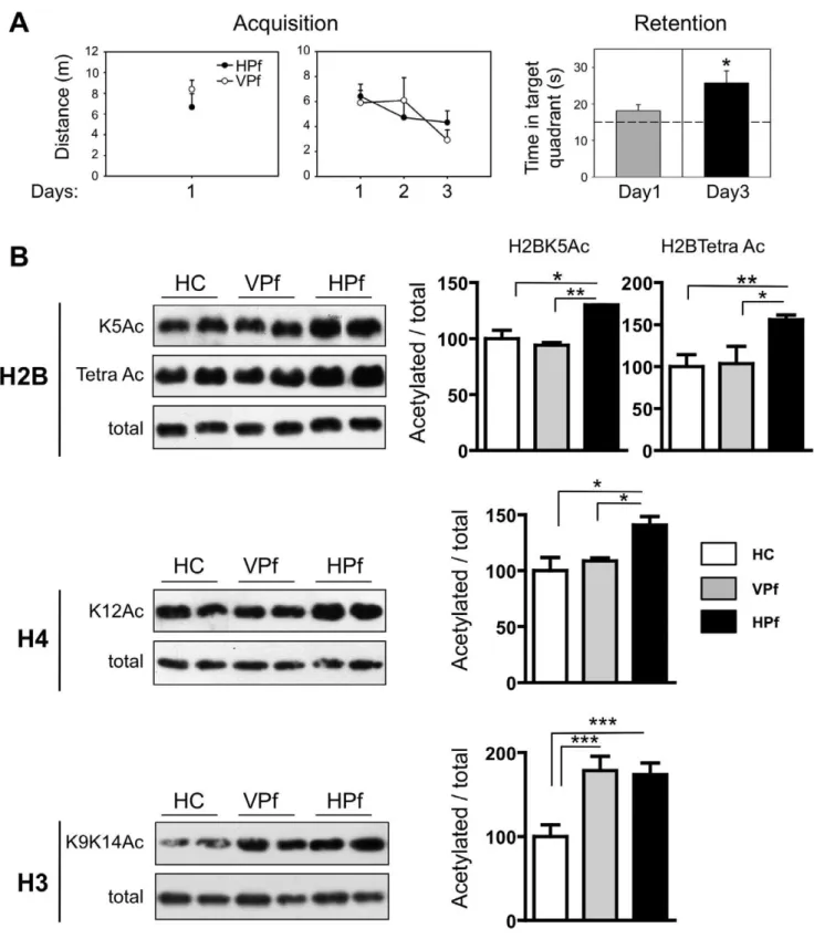 Figure 1. Short spatial memory training differentially modulates histone acetylation in the rat hippocampus