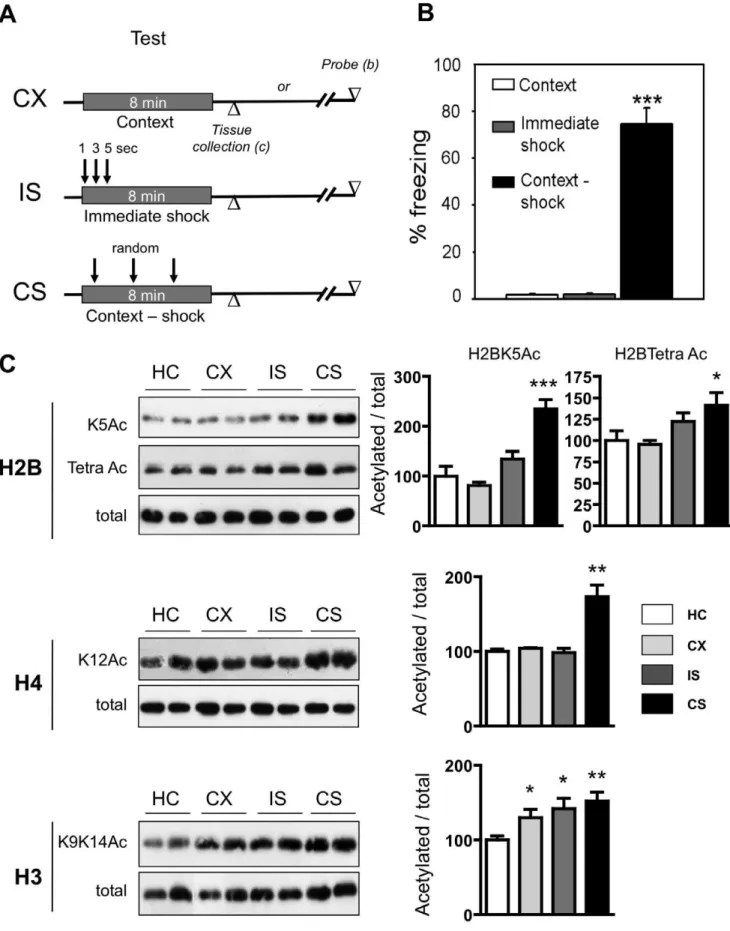 Figure 2. Impact of contextual fear conditioning on histone acetylation in the rat hippocampus