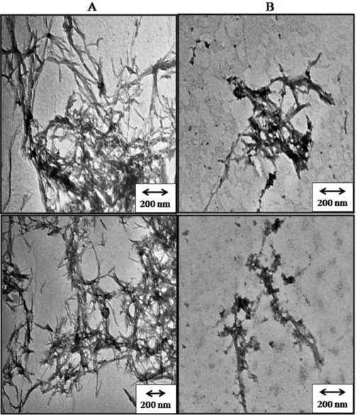 Figure 2. Negative-staining transmission electron micrographs: (A) Bovine insulin and (B) Bovine insulin in presence of NK9