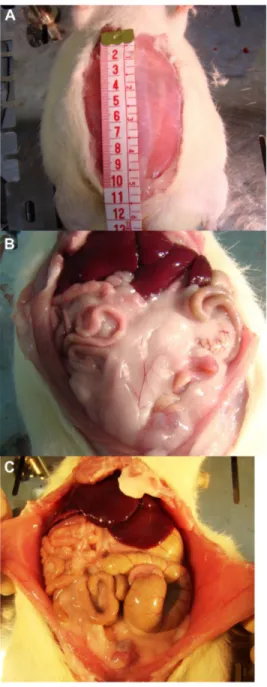 Figure  1  Surgical  incision  in  abdominal  cavity  (A),  and  evaluation  of  abdominal  cavities in the hypercaloric group (B) and control group (C).