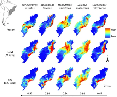 Fig. 1. Habitat suitability of Atlantic Forest small mammals through time. Modeled ranges of small mammal species sorted according to their habitat fidelity (Table S1) were projected to the present, last glacial maximum (LGM) including the exposed  con-tin