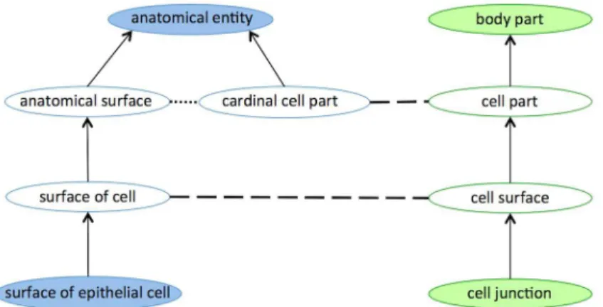 Fig 2. Example of two mappings taken from the UMLS-based Alignment between FMA and NCI ontologies, illustrated as blue and green respectively