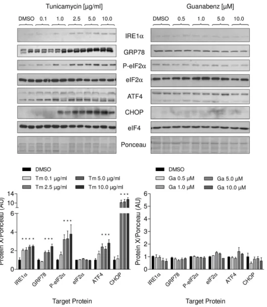 Figure 3. Effects of tunicamycin and guanabenz on different branches of the UPR in NRCM on the protein level
