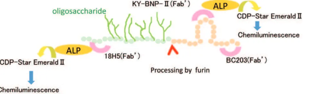 Figure 1. Schematic diagram of the total BNP and proBNP assay systems. BC203(Fab’) is a common capture antibody in both systems