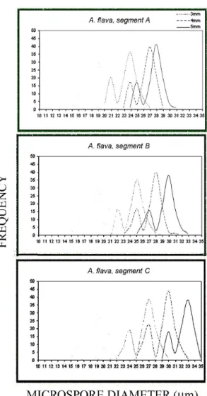 Fig. 5 .  Bimodal distribution of microspore size (in 3, 4, and 5  mm closed lower buds) from segments A, B and C of Aesculus  lava inlorescences.