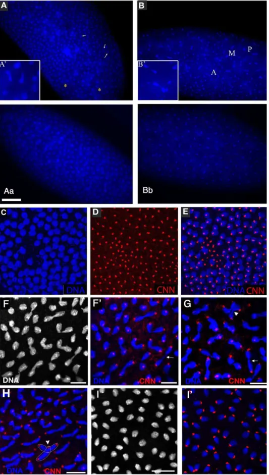 Figure 3. xpd eE embryos show nuclear division defects, loss of division synchrony, and chromosomal instability