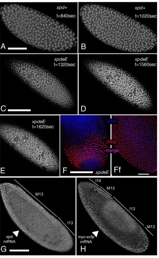 Figure 4. Defects in the nuclear division cycles and the mitotic wave in xpd eE embryos