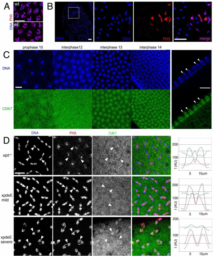 Figure 6. Disruption of dynamic subcellular localization of Cdk7 and of Cdk1 activity in xpd eE embryos