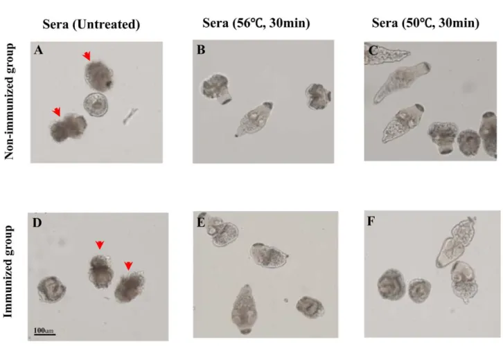 Figure S1 Classical morphology of an egg from the feces of an experimentally-infected dog