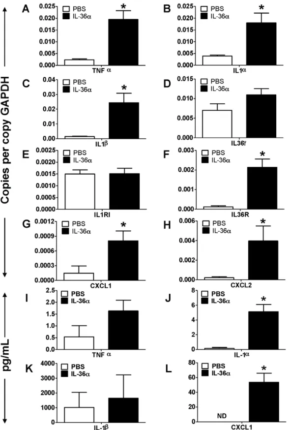 Figure 2. Intratracheal instillation of IL-36a increased the mRNA expression of proinflammatory mediators in the lungs of wild-type C57BL/6 mice