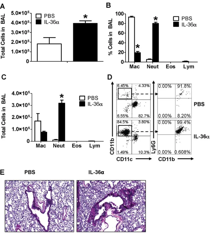 Figure 4. Intratracheal instillation of IL-36a induced neutrophil influx in the lungs of IL-1ab 2/2 mice