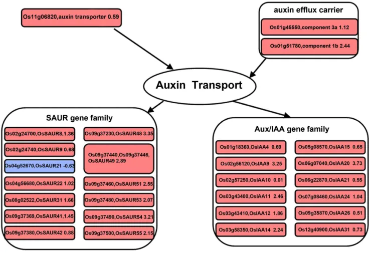 Figure 2. Changes of transcripts in the auxin related pathway at 6 h after gravistimulation