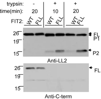 Figure 5. FLL(157-9)AAA FIT2 has an altered conformation compared to wild-type FIT2. FLL(157-9)AAA FIT2 (FLL) and FIT2 (WT) were transfected into cells and limited trypsin digestion time-courses were performed on both of these constructs