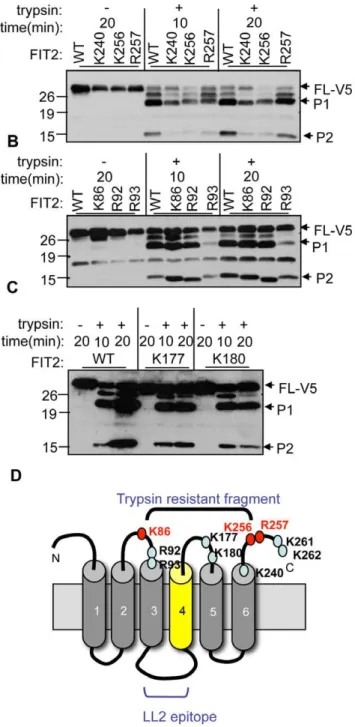 Figure 6. Mutational analysis to define the P1 and P2 fragment trypsin cleavage sites