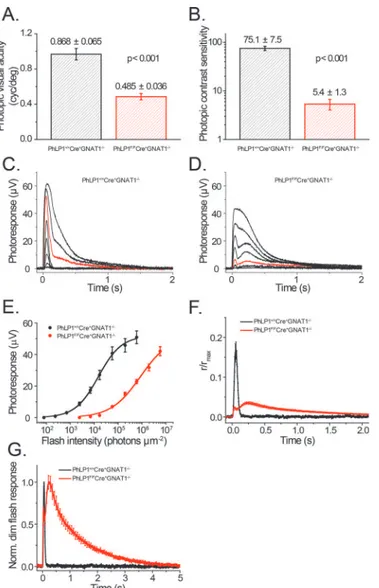 Fig 6. Visual behavioral and transretinal ERG responses of PhLP1-deficient mice. Photopic visual acuity (A) and contrast sensitivity (B) measurements are shown from PhLP1 +/+ Cre + Gnat1 -/- and PhLP1 F/F Cre + Gnat1  -/-mice (n = 7 in each group)