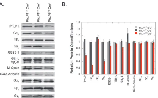 Fig 3. Protein expression in retina from PhLP1-deleted cones. A) Immunoblots of whole-retinal extracts for PhLP1, cone G t2 subunits, RGS9-1, Gβ 5 , M-opsin, cone arrestin, and rod G t1 subunits