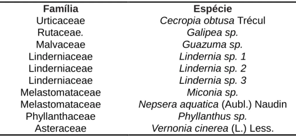 FIGURA 2- Cecropia obtusa