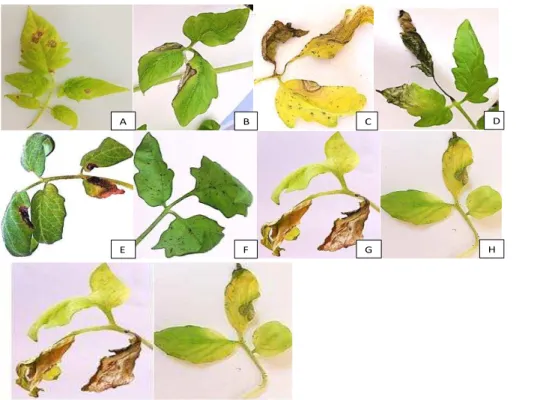 Figure 2 Symptoms observed after 21 days post-inoculation with small spore Alternariaisolates