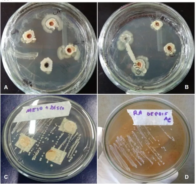 FIGURA 1 – Distribuição de extratos vegetais em ágar Sabouraud Dextrose (ASD) para avaliação  de  atividade  antifúngica in  vitro  frente  a  isolados  de Malassezia pachydermatis