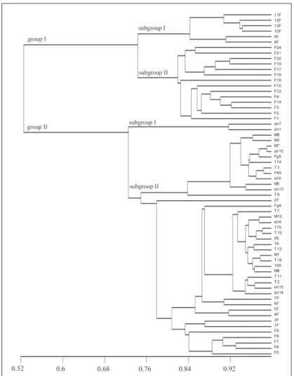 Fig. 2. UPGMA dendrogram generated via ISSR markers amplified in Fusarium  sp. genome.