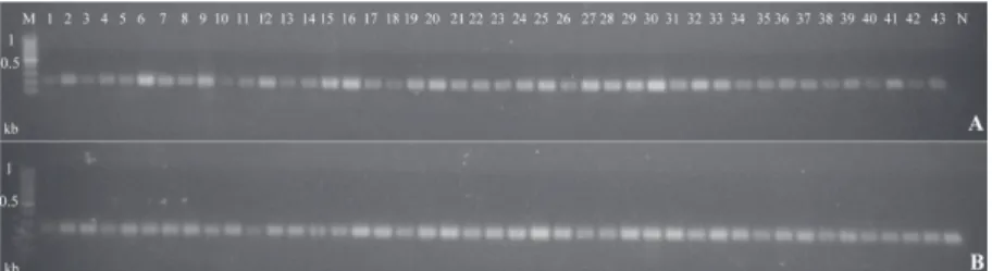 Fig. 3. PCR bands of 210 (A) and 260 (B) bp corresponding to MAT-1 and MAT-2  genes amplified from 43 F