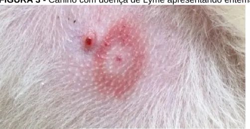 FIGURA 3 - Canino com doença de Lyme apresentando eritema.
