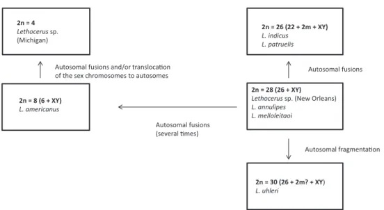 Figure 9. Suggested pathways of karyotype evolution in the genus Lethocerus.