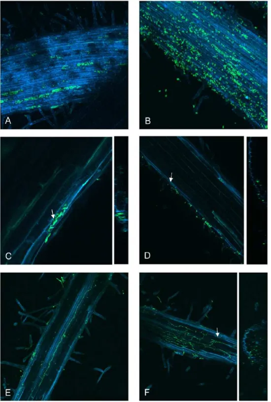 Figure 7. The SGE1 deletion mutant is not impaired in penetration. The infection behaviour of the SGE1 deletion mutant was determined by confocal microscopy