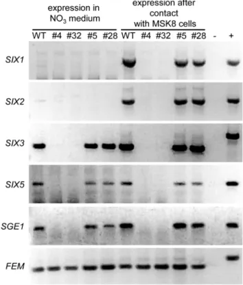 Figure 9. An intact Pka phosphorylation site in Sge1 is essential for pathogenicity. Nine to eleven days old tomato seedlings were inoculated with fungal spore suspensions using  root-dip inoculation and the disease index (ranging from 0, healthy plant to 