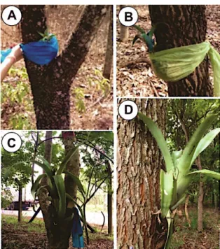 Figura 07. Bromélias de  Aechmea bromeliifloia  na implantação e no último dia de avaliação