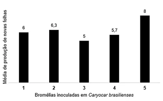 Figura 01. Produção médias de folhas da bromélia Aechmea bromeliifolia  nas três avaliações realizadas no forófito Caryocar brasilienses.