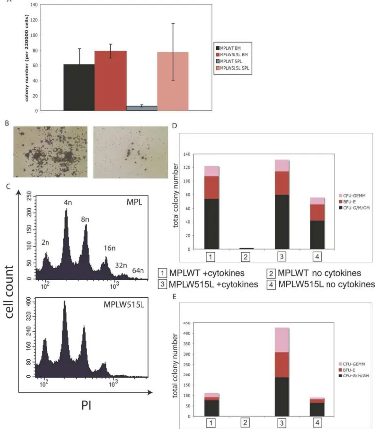 Figure 6. MPLW515L Increases the Number of Megakaryocyte and Myeloid Colonies in Spleen, without Affecting Megakaryocyte Ploidy, and Causes Cytokine-Independent Myeloid Colony Growth