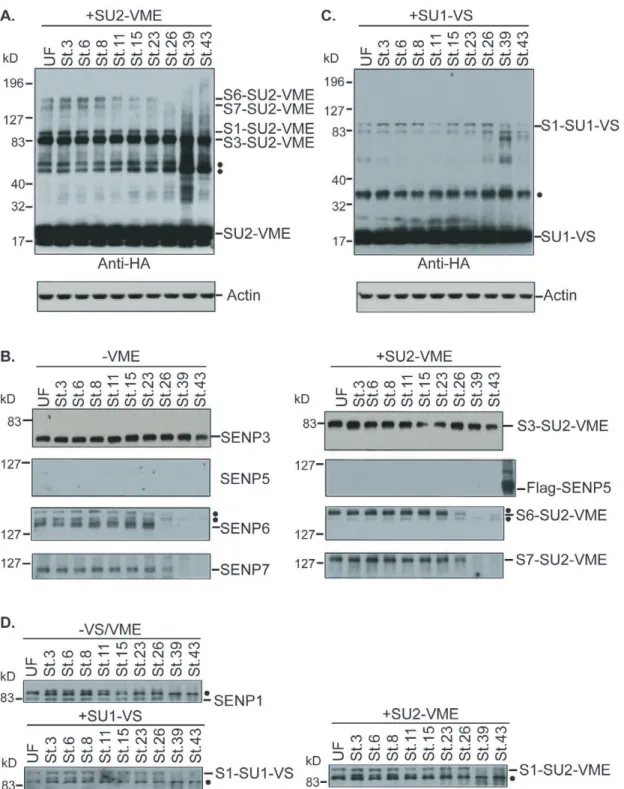 Figure 3. Developmental regulation of Xenopus SENP levels. For all panels, bands corresponding to unreacted SENPs are indicated with the full name of each protein