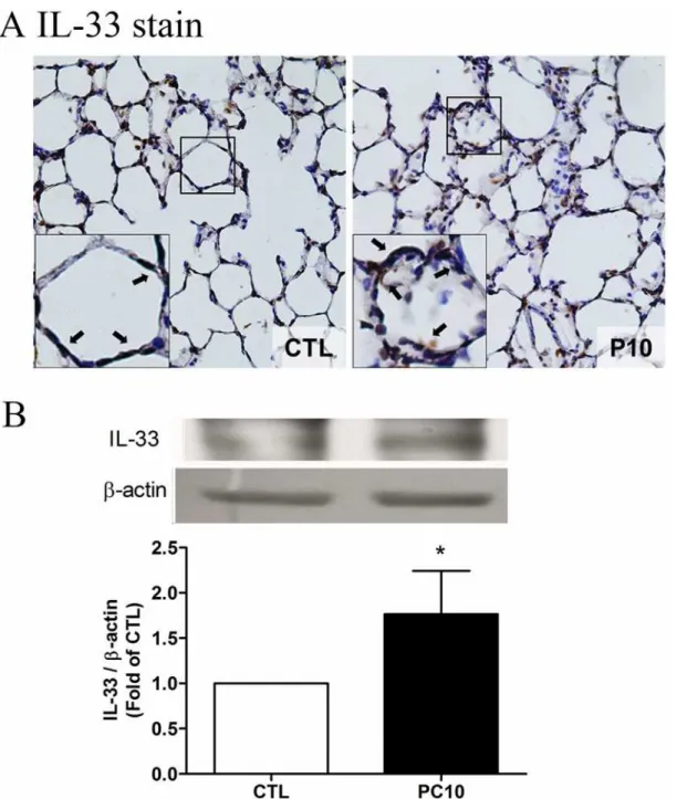 Fig 5. The IL-33 expressed in lung tissue in animals exposed to high pressure ventilation for 4 hours