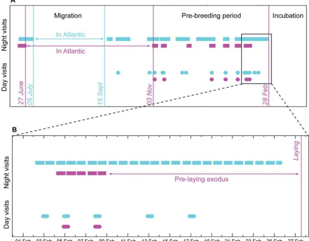 Figure 4. Pre-laying behaviour. Panel A shows the pattern of night-time visits (squares) and day-time visits (circles) for two birds in typical pair (N), the male in blue (556077) and the female in pink (5085438), over the entire post-migration, pre-laying