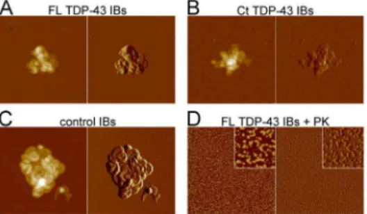 Figure 5. Morphology of FL TDP-43 IBs, Ct TDP-43 IBs and control IBs observed with AFM