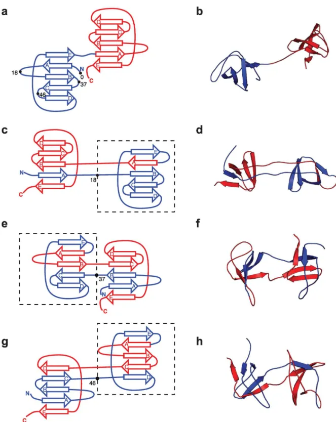 Fig 3. Folded and misfolded topologies of Src SH3. (a) Schematic of Src SH3 fold, in which the three-dimensional β sheet structure (shown in (b)) is unrolled into two dimensions, for each domain (N-terminal and C-terminal in blue and red respectively).