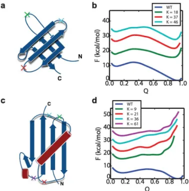 Fig 5. Free energy profile of WT and its circular permutant domains. The structures of SH3 and Ubiquitin are shown in (a) and (c), with the “cut” positions K in the WT to form circular permutant labeled with crosses.