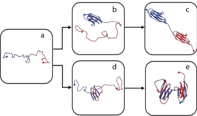 Fig 1. Misfolding mechanism of tandem domains. The schematic shows the native-like stable intermediates populated en route to native folding (upper) or misfolding (lower), and used to explain single-molecule and ensemble folding kinetics [12].