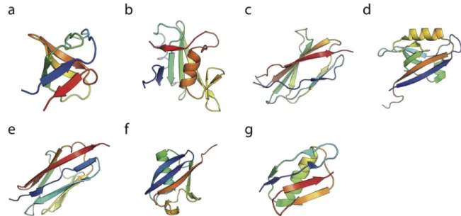 Fig 2. Native states of the single domains. The experimentally determined structure of a single domain of each of the protein domains studied here: (a) SH3, (b) SH2, (c) TNfn3, (d) PDZ, (e) Titin I27, (f) Ubiquitin and (g) Protein G