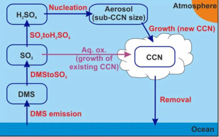 Table 1. Summary of absolute (units cm − 3 (mg m − 2 day − 1 sulphur) − 1 ) and relative CCN sensitivities resulting from the DMS flux perturbations.