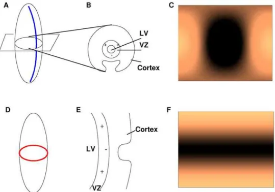 Figure 3. Determination of prolate spheroidal harmonic needed to form a sectorial and a transverse sulcus