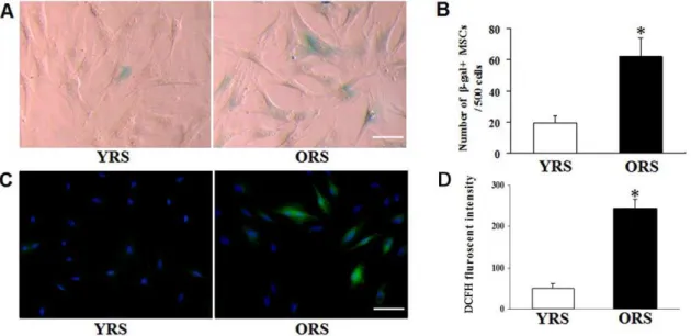 Figure 2. Cell proliferation curves of MSCs. MTT assay show that the proliferation of the cells was not significantly different between the YRS and ORS groups at 1 and 2 days