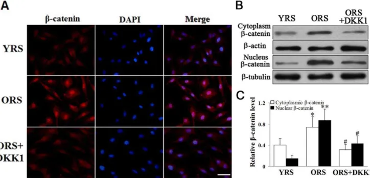 Figure 6. Effect of ORS on GSK-3b expression. (A) Immunofluorescence staining of GSK-3b