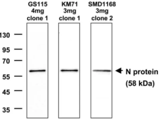 Figure 1. Expression of N protein in GS115, KM71 and SMD1168 P. pastoris strains. Concentrations of Geneticin in selection plates for the specific clones, and clone numbers, are indicated