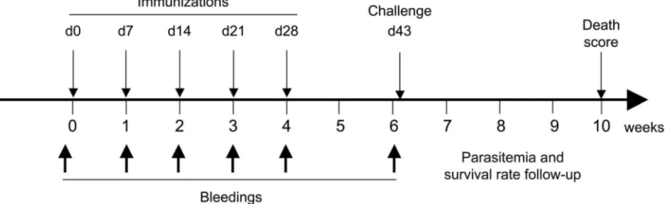 Figure 6. Schematic representation of the immunization protocol. Immunization and challenge schedule is given in days (d) and bleeding time points in weeks.