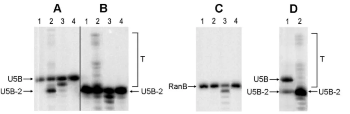 Table 1. Oligonucleotide duplexes used to assess integrase activities.