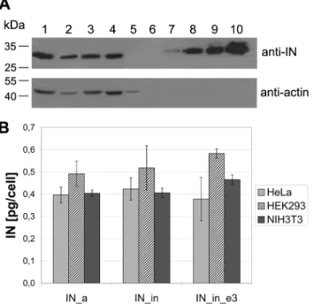 Figure 4. Expression of IN variants in eukaryotic cells. Western blotting of lysates of HeLa cells transfected with the pVaxIN_a (lane 1), pVaxIN_a_e3 (lane 2), pVaxIN_in (lane 3), pVaxIN_in_e3 (lane 4), or empty vector pVax1 (lane 5); recombinant IN of HX