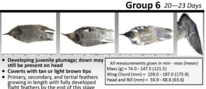 Figure 1. Example of age group from the tool. Age group 6 (chicks 20–23 days old) is shown (full tool is provided as Fig