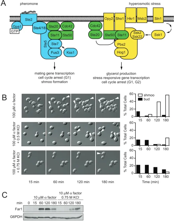 Figure 1. Hyperosmotic stress delays mating differentiation. (A) The mating pathway (blue) and the HOG pathway (yellow) share components (green)
